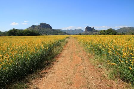 beautiful yellow  flower garden sunlight landscape outdoor backgroundの写真素材