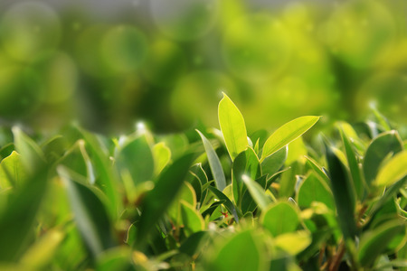 green and yellow leaves plant on blur background.の写真素材