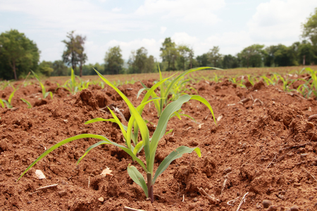 corn agricultural on sunlight background
の写真素材