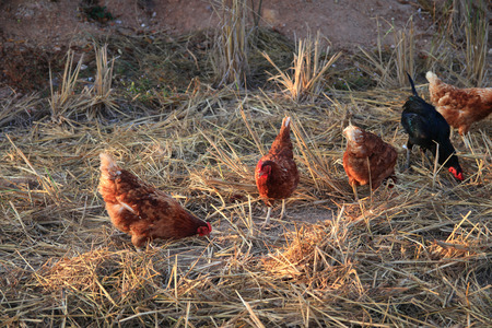 Chickens in the Farmyard on morning-imageの写真素材