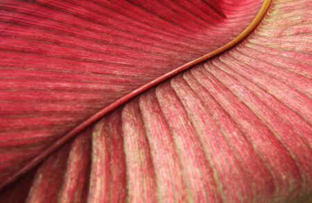 Abstract nature beautiful of leaves background.Close up Red detail of leaf texture.の写真素材