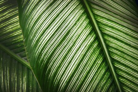 Close up Green detail of leaf texture. Abstract nature beautiful of leaves background.の写真素材