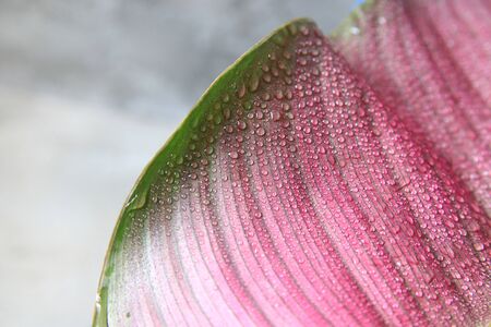 Water drops on pink leaves time after rainの写真素材