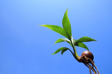 Coconut bonsai object isolated on blue sky backgroundの写真素材