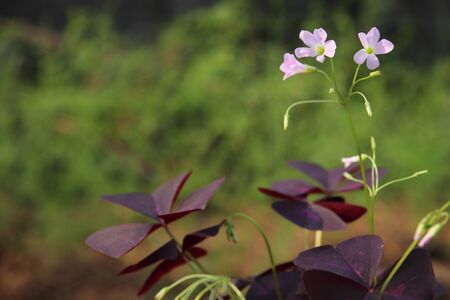 Oxalis purpurea flowers with sky and white clouds background.Butterfly-shaped purple leaves.の写真素材