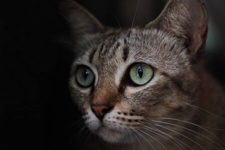 Close-up of an Asian cat with eyes at an angle on black