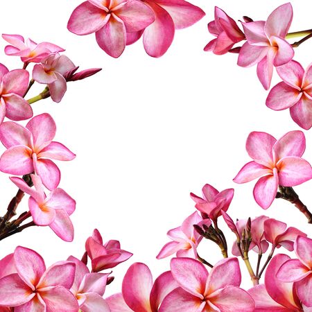 Blank of Pink plumeria flower isolated on white backgroundの写真素材