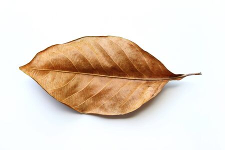 Close up of Dry leaves isolated on white background. Dry leaves object.の写真素材