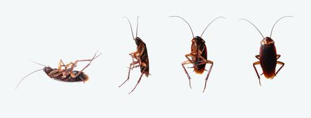 Dead cockroaches in many perspectives isolated on white background. Set of cockroach.の写真素材