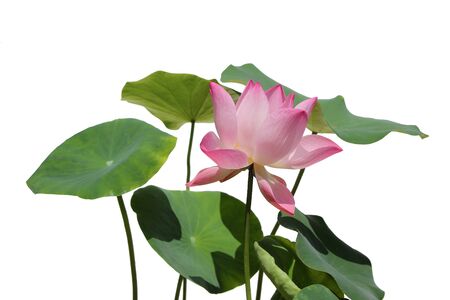 Beautiful lotus flowers isolated on white backgroundの写真素材