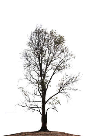 Dry tree object isolated on white backgroundの写真素材