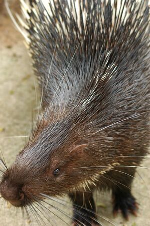 porcupineの写真素材