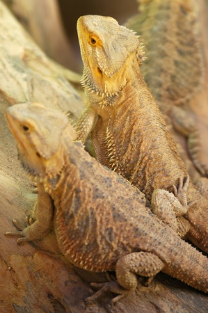 Bearded Dragon - Pogona Vitticepsの写真素材