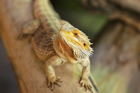 Bearded Dragon - Pogona Vitticepsの写真素材