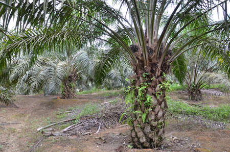 oil palm tree