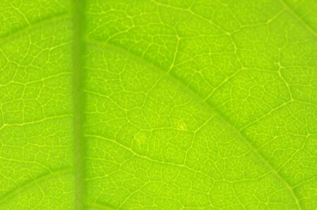 Details of a leaf