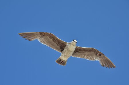Perfect seagull