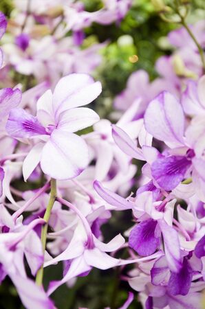 Blooming Orchidsの写真素材