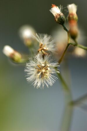 micro view of road side flower