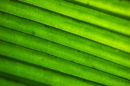 Green leaf closeupの写真素材