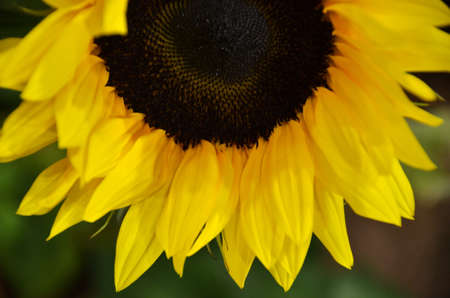 Sunflower の写真素材