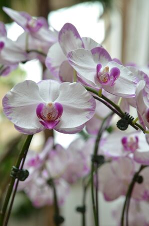 White Orchidsの写真素材