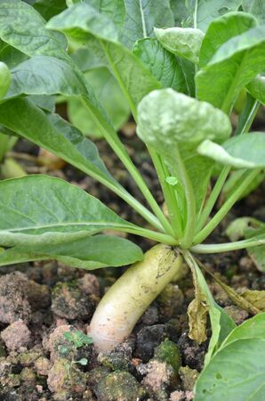 White Radish の写真素材