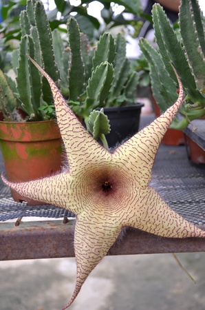 Star Cactus Flowers の写真素材