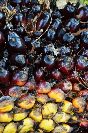 Palm oil fruitの写真素材