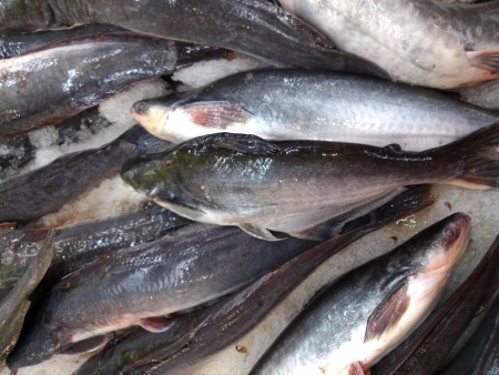 Fresh fish in the marketの写真素材