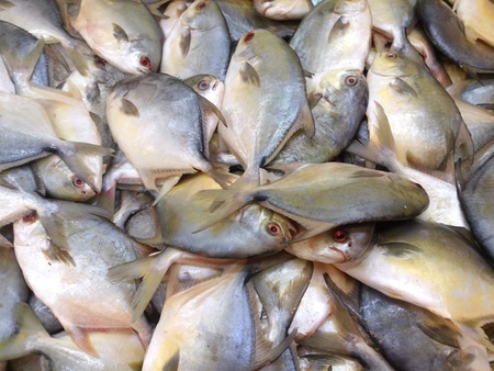 Fresh fish in the marketの写真素材