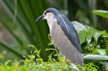 Night heron in the wildの写真素材