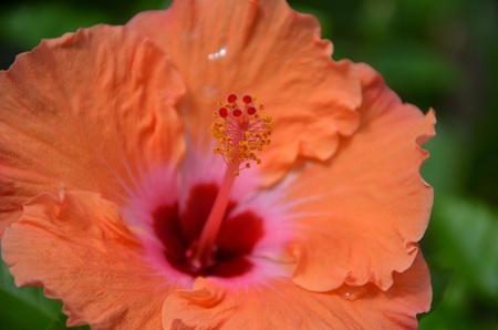 Red hibiscus flowerの写真素材