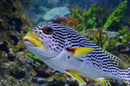 Close up photography of sea fish swims in the deep blue see
