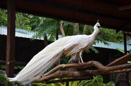 Photography of white peacock standing on the tree branchの写真素材