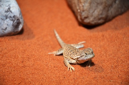 A photography of wild lizard in the desertの写真素材