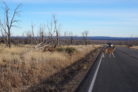Buck Deer walks across road の写真素材