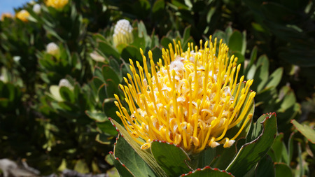 Protea, famous plant of South Africaの写真素材