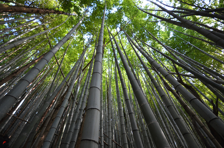 Bamboo grove, bamboo forest at Arashiyama, Kyoto, Japanの写真素材