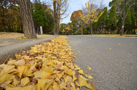OSAKA, JAPAN- DEC 04: Tourist visits autumn leave in Osaka castle park in Osaka city, Japan on December 04, 2014. Osaka castle park is a gorgeous place to enjoy the beauty of autumn in Japan.のeditorial素材