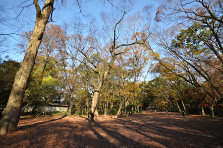 KYOTO, JAPAN - DEC 09: Tourists walk in Tadasunomori in Shimogamo shrine in Kyoto, Japan on December 09, 2014. Shimogamo Shrine is one of the oldest shrines in Japan and is a World Heritage Site.のeditorial素材