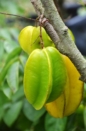 The star apples hang on theirs treesの写真素材