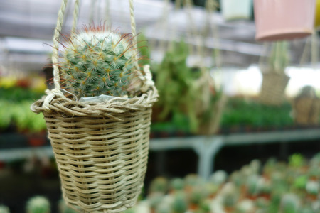 Small cactus hangs on the small basketの写真素材