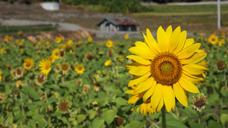 Blossom sunflower field with sunny summer skyの写真素材