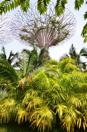 SINGAPORE- SEP 5: View of Gardens by the Bay on September 5, 2015. in Singapore. Gardens by the Bay is a park spanning 101 hectares of reclaimed land.のeditorial素材
