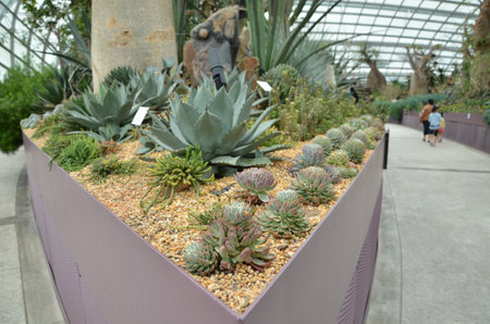 SINGAPORE- SEP 7: View of Flower Dome at Gardens by the Bay on September 7, 2015. in Singapore. Gardens by the Bay is a park spanning 101 hectares of reclaimed land.のeditorial素材