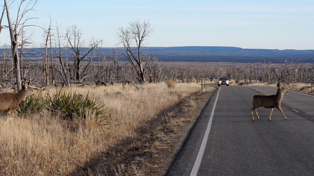 Reer encroaching on urban areas and causing car accidents is a growing hazard in north americaの写真素材