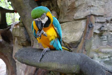 Blue and yellow macaw on the tree