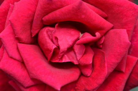 Single red rose close up showing petals. Beautiful Macro Red Rose Flower Background.の写真素材
