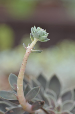 Sedeveria plant in the early days of spring. Selective focus.の写真素材